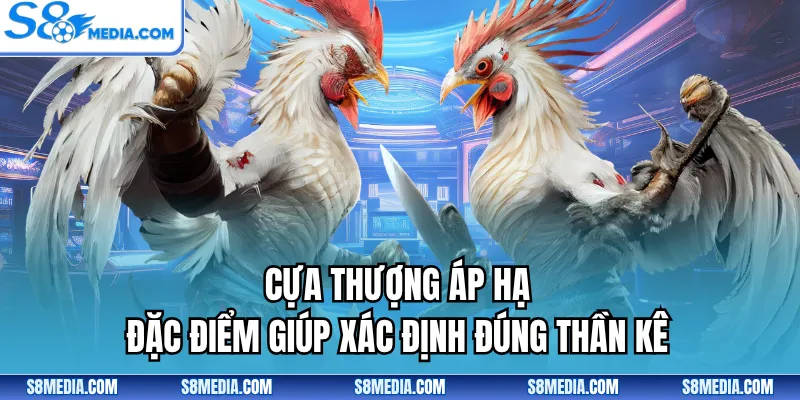 Đá Gà S8 - Sân Chơi Trực Tuyến Kịch Tính, Kèo Hấp Dẫn - BORIX