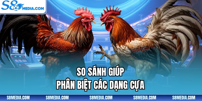 Cựa Thượng Áp Hạ | Đặc Điểm Giúp Xác Định Đúng Thần Kê - BORIX