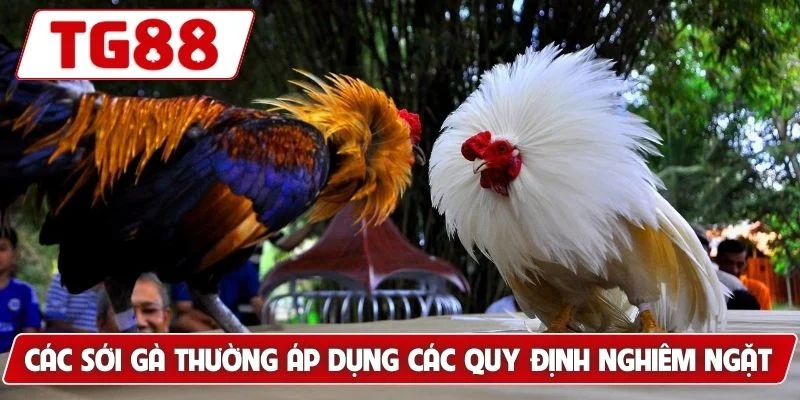 Đá Gà Đòn - Gợi Ý Bí Kíp Tìm Ra Chiến Kê Xuất Sắc Nhất - BORIX