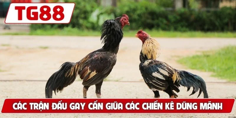 Đá Gà Đòn - Gợi Ý Bí Kíp Tìm Ra Chiến Kê Xuất Sắc Nhất - BORIX