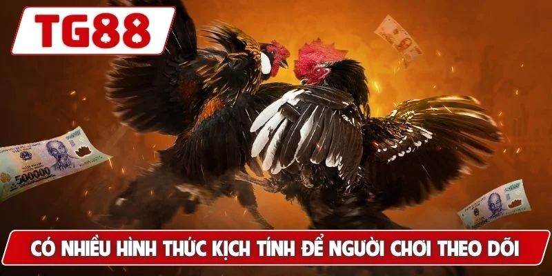 Đá Gà TG88: Xem Đá Gà Trực Tuyến Chuẩn HD Cực Kì Sắc Nét - BORIX