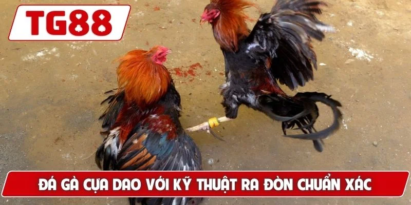 Đá Gà Cựa Dao Luck8 Siêu Phẩm Gà Chiến Nhanh Chóng Dũng Mãnh - BORIX