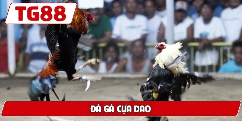 Đá Gà TG88: Xem Đá Gà Trực Tuyến Chuẩn HD Cực Kì Sắc Nét - BORIX Đá Gà TG88: Xem Đá Gà Trực Tuyến Chuẩn HD Cực Kì Sắc Nét - BORIX