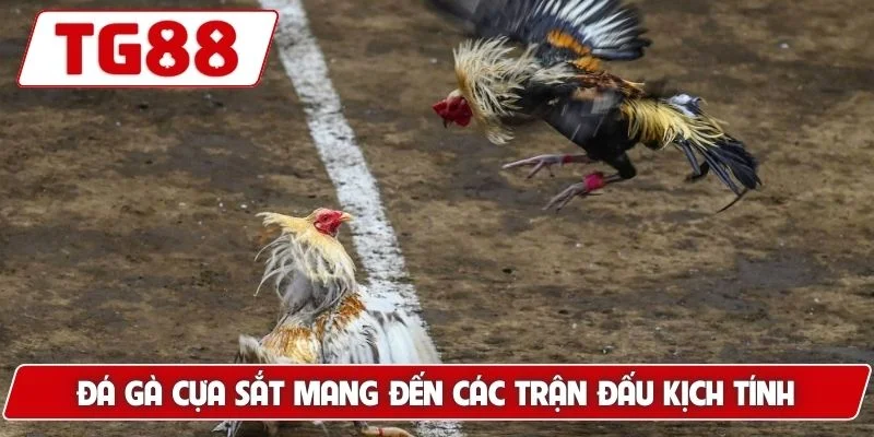 Đá Gà Cựa Sắt - Trải Nghiệm Xem Live Hấp Dẫn Tại TG88 - BORIX