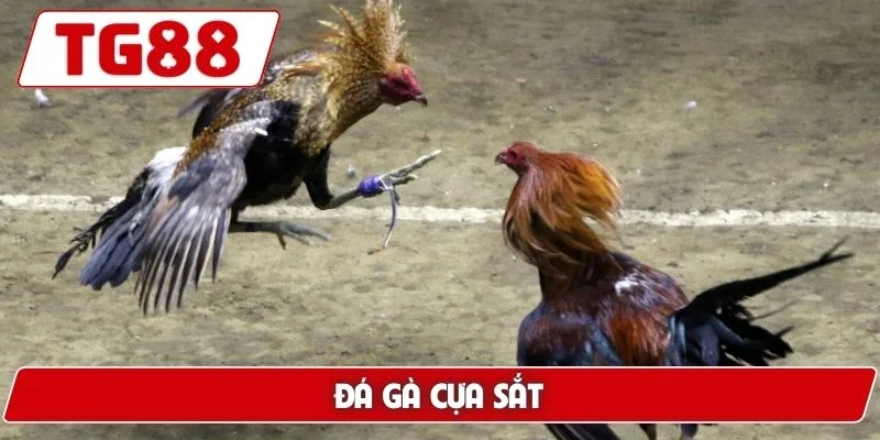 Đá Gà TG88: Xem Đá Gà Trực Tuyến Chuẩn HD Cực Kì Sắc Nét - BORIX Đá Gà TG88: Xem Đá Gà Trực Tuyến Chuẩn HD Cực Kì Sắc Nét - BORIX