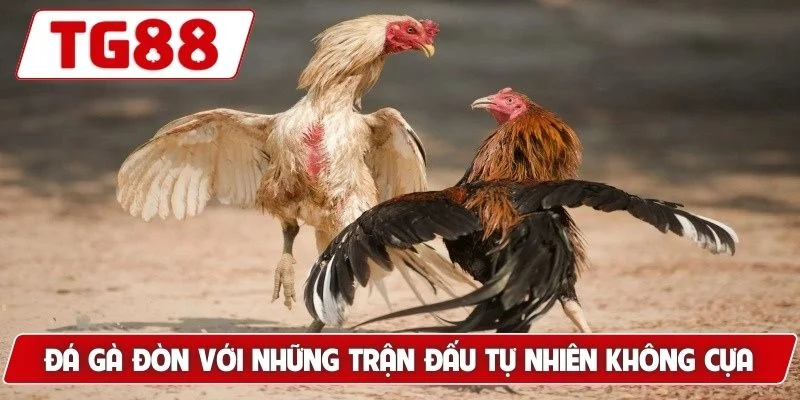 Đá Gà Đòn - Gợi Ý Bí Kíp Tìm Ra Chiến Kê Xuất Sắc Nhất - BORIX