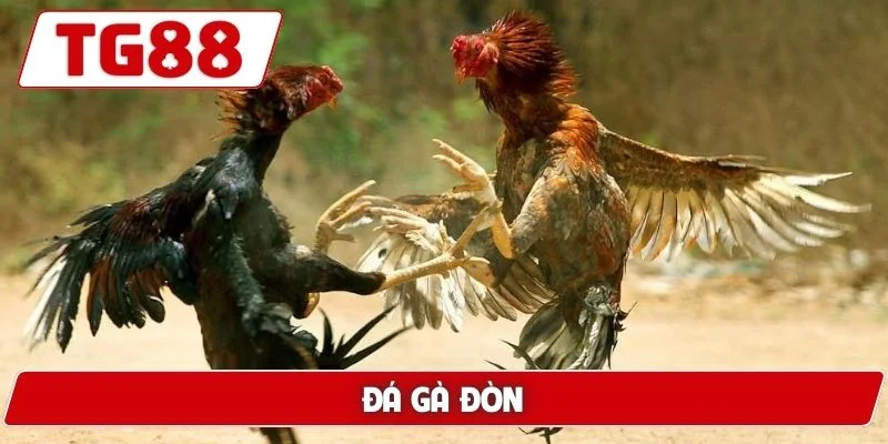 Đá Gà TG88: Xem Đá Gà Trực Tuyến Chuẩn HD Cực Kì Sắc Nét - BORIX Đá Gà TG88: Xem Đá Gà Trực Tuyến Chuẩn HD Cực Kì Sắc Nét - BORIX