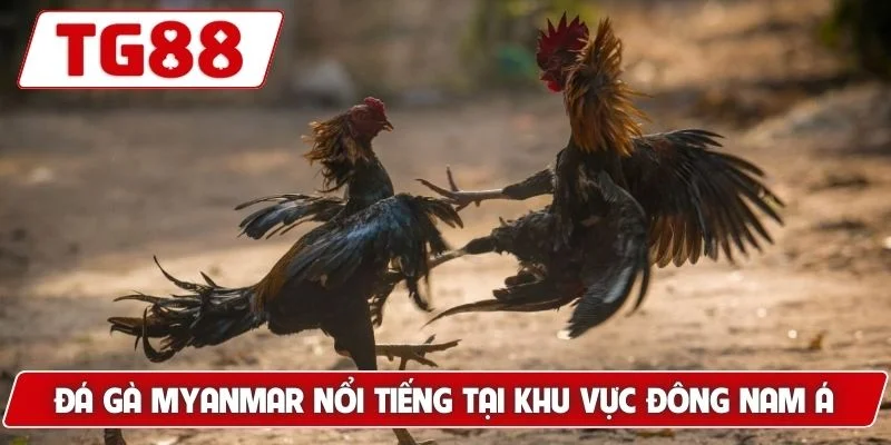 Đá Gà Myanmar - Thế Giới Cá Cược Đỉnh Cao Luck8 - BORIX Đá Gà Myanmar - Thế Giới Cá Cược Đỉnh Cao Luck8 - BORIX