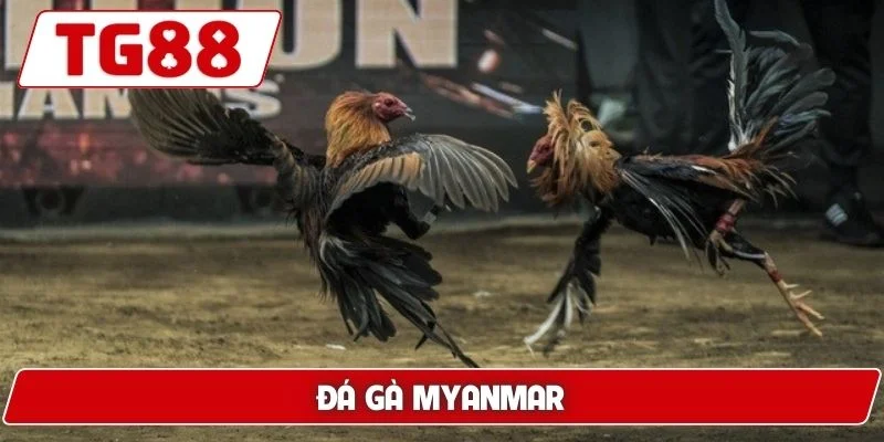 Đá Gà TG88: Xem Đá Gà Trực Tuyến Chuẩn HD Cực Kì Sắc Nét - BORIX Đá Gà TG88: Xem Đá Gà Trực Tuyến Chuẩn HD Cực Kì Sắc Nét - BORIX