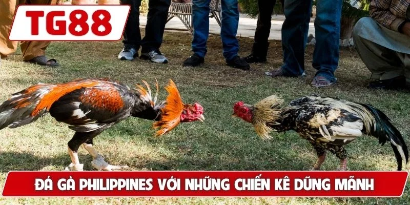 Trải Nghiệm Xem Đá Gà Philippines Cá Cược Siêu Kịch Tính TG88 - BORIX