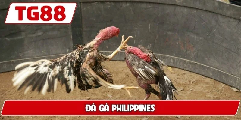Đá Gà TG88: Xem Đá Gà Trực Tuyến Chuẩn HD Cực Kì Sắc Nét - BORIX Đá Gà TG88: Xem Đá Gà Trực Tuyến Chuẩn HD Cực Kì Sắc Nét - BORIX