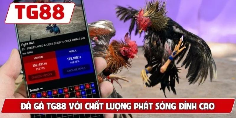 Đá Gà TG88: Xem Đá Gà Trực Tuyến Chuẩn HD Cực Kì Sắc Nét - BORIX