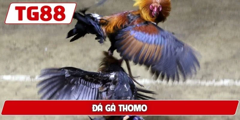 Đá Gà TG88: Xem Đá Gà Trực Tuyến Chuẩn HD Cực Kì Sắc Nét - BORIX Đá Gà TG88: Xem Đá Gà Trực Tuyến Chuẩn HD Cực Kì Sắc Nét - BORIX