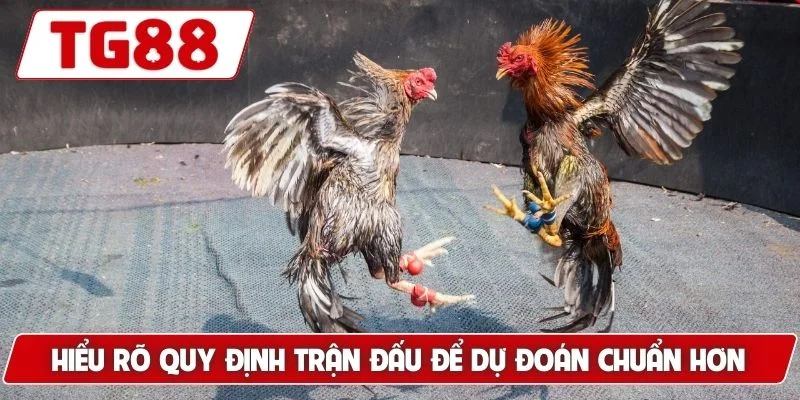 Đá Gà Cựa Dao Luck8 Siêu Phẩm Gà Chiến Nhanh Chóng Dũng Mãnh - BORIX