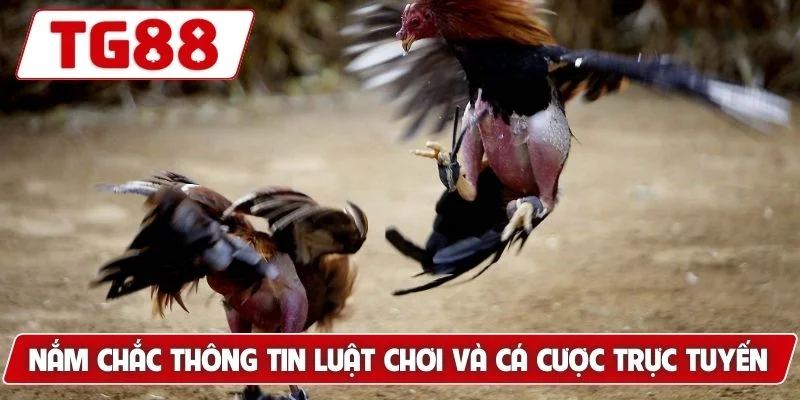 Trải Nghiệm Xem Đá Gà Philippines Cá Cược Siêu Kịch Tính TG88 - BORIX