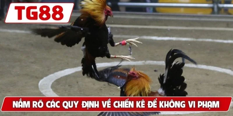 Đá Gà Cựa Sắt - Trải Nghiệm Xem Live Hấp Dẫn Tại TG88 - BORIX