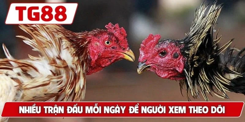 Đá Gà Myanmar - Thế Giới Cá Cược Đỉnh Cao Luck8 - BORIX Đá Gà Myanmar - Thế Giới Cá Cược Đỉnh Cao Luck8 - BORIX