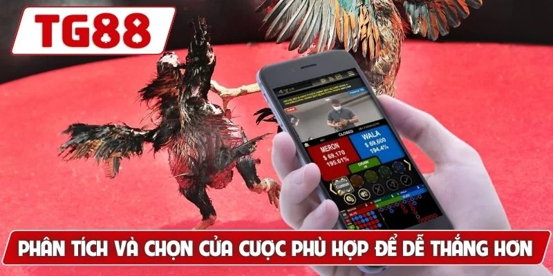 Đá Gà Cựa Sắt - Trải Nghiệm Xem Live Hấp Dẫn Tại TG88 - BORIX