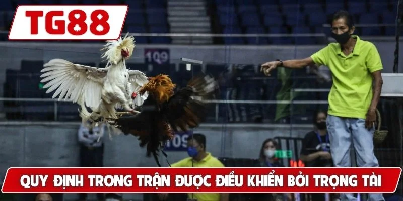 Trải Nghiệm Xem Đá Gà Philippines Cá Cược Siêu Kịch Tính TG88 - BORIX