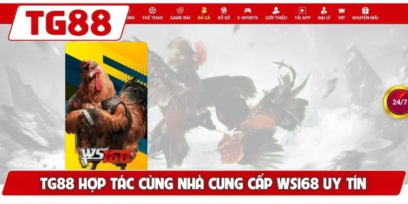Đá Gà TG88: Xem Đá Gà Trực Tuyến Chuẩn HD Cực Kì Sắc Nét - BORIX